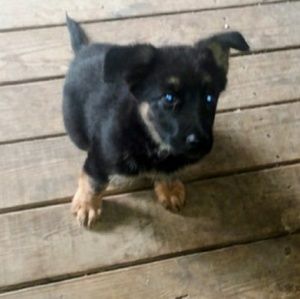 Meet your Posher, Ola